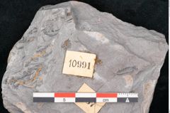 Foto (Detailansicht) von Asterophyllites sp.  (NHMW-GEO-2024-0188-10991)